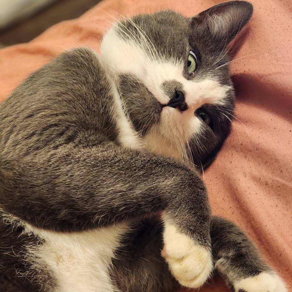 Meet your Posher, Chance